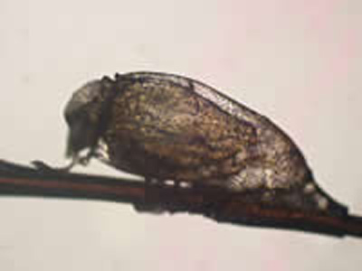 Empty shell of the nit in Figure 1, the nymph having left. Adapted from CDC