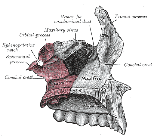 Sphenopalatine foramen - wikidoc