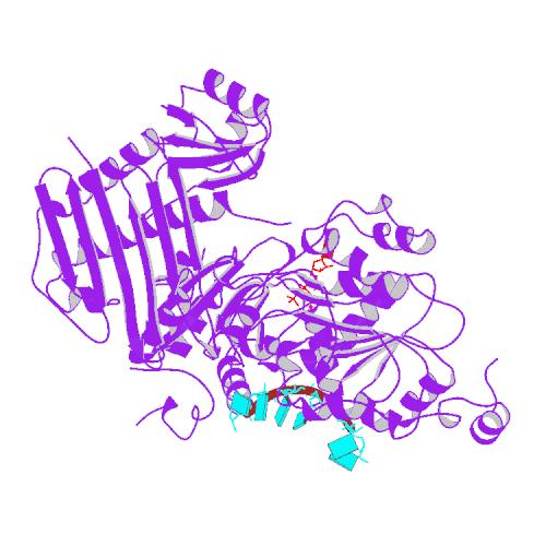 File:PBB Protein CASC3 image.jpg