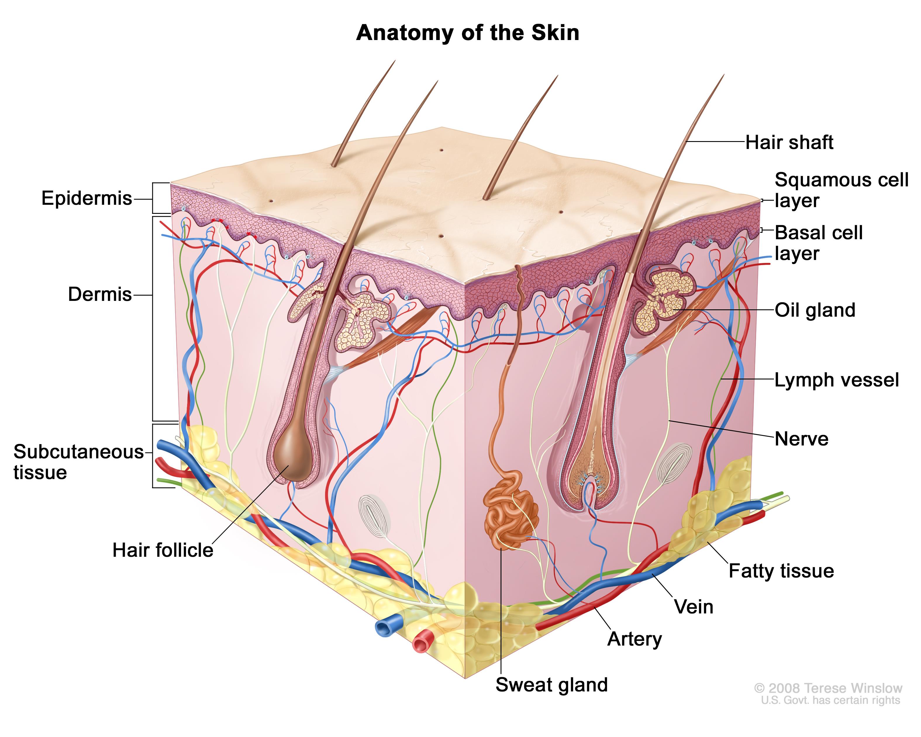 File:Normal skin anatomy.jpg