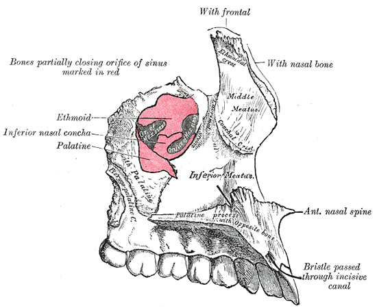 Left maxilla. Nasal surface.