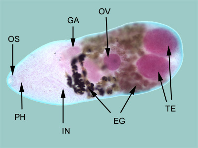 Adult M. yokogawai, stained with carmine. In this figure, the following structures are labeled: oral sucker (OS), pharynx (PH), intestine (IN), genitoacetabulum (GA), ovary (OV), the large, paired testes (TE), and eggs within the uterus (EG). Adapted from CDC