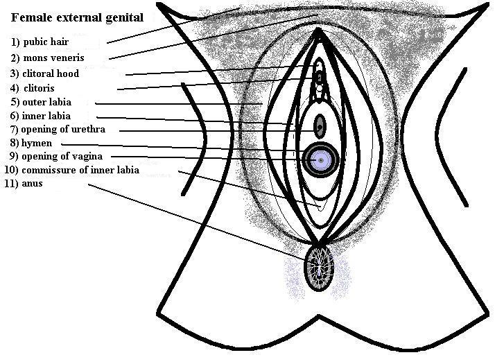 Vulva anatomy.