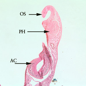 File:Philophthalmus anterior BAM B.jpg