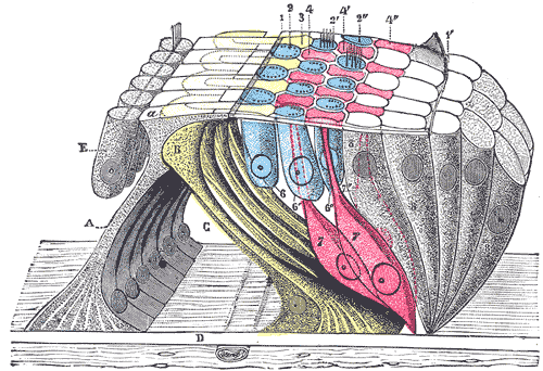 The reticular lamina and subjacent structures.