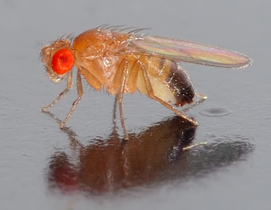 Male Drosophila melanogaster