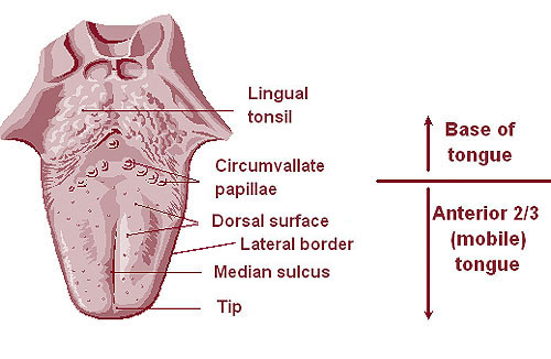 Anterior tongue - wikidoc