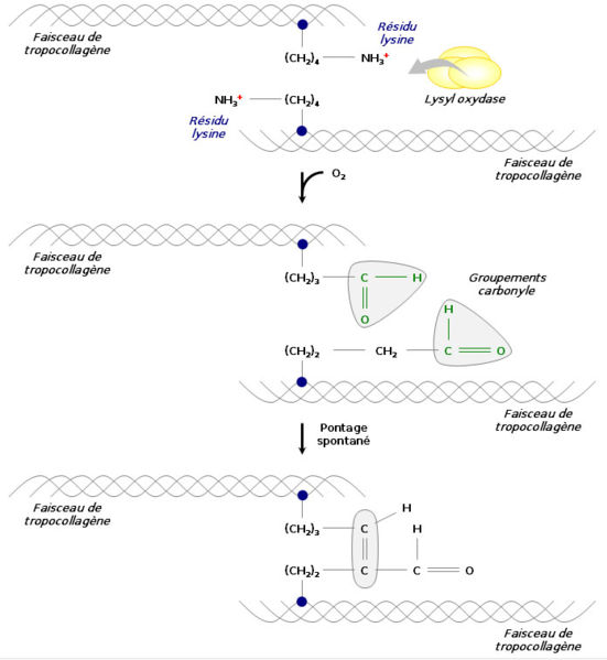 Action of lysyl oxydase (in French)