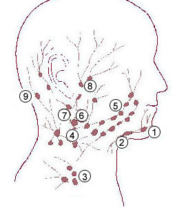 Submandibular lymph nodes - wikidoc