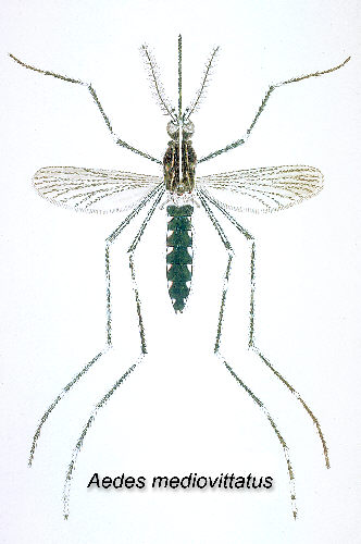 Aedes mediovittatus mosquito is a vector in the transmission of Dengue Fever. From Public Health Image Library (PHIL). [29]