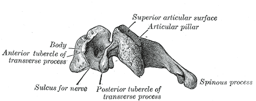 Side view of a typical cervical vertebra