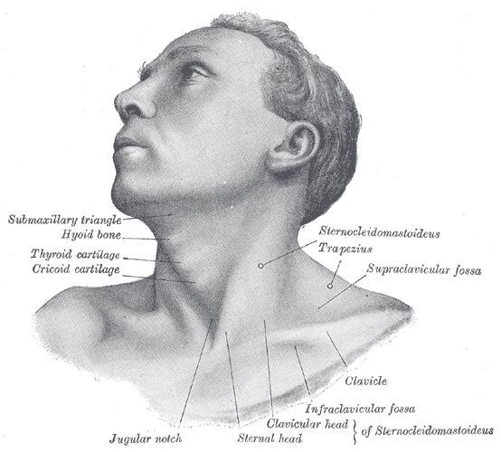Anterolateral view of head and neck.