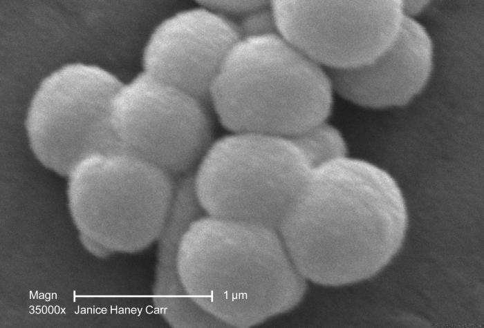 Group-B streptococci (GBS) identified by CAMP test, which takes advantage of the capacity of GBS to produce this CAMP factor that most other hemolytic streptococci do not produce. From Public Health Image Library (PHIL). [1]