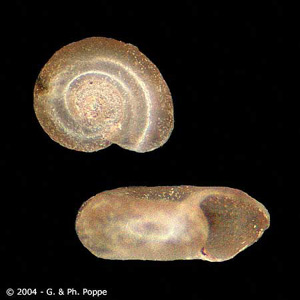 Gyraulus sp. This snail genus has been recorded as an intermediate host for E. cinetorchis. Image courtesy of Conchology, Inc, Mactan Island, Philippines. Adapted from CDC