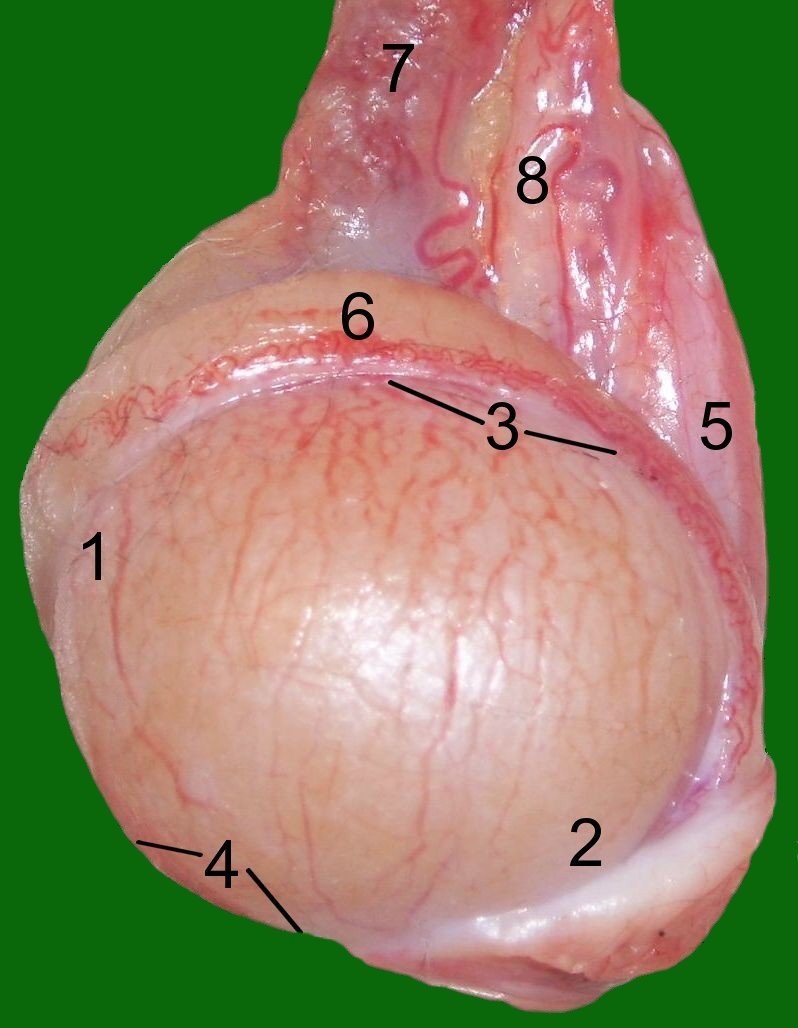 Testicle of a cat: 1 Extremitas capitata, 2 Extremitas caudata, 3 Margo epididymalis, 4 Margo liber, 5 Mesorchium, 6 Epididymis, 7 testicular artery and vene, 8 Ductus deferens