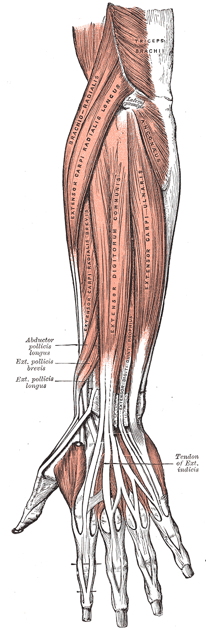 Abductor pollicis longus muscle - wikidoc