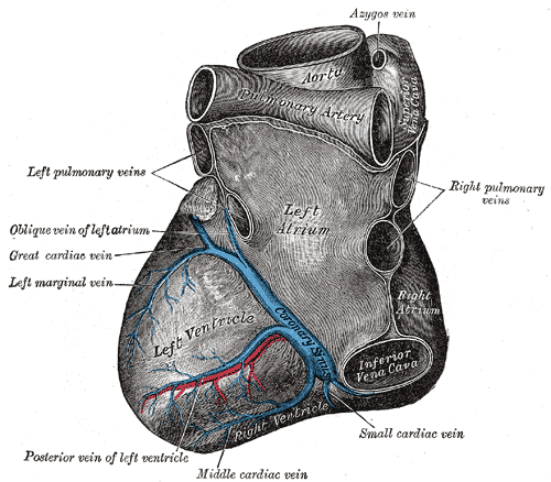 Base and diaphragmatic surface of heart.