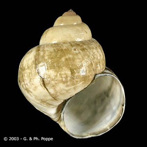 Viviparus sp. This snail genus has been recorded as a second intermediate host for E. cinetorchis and E. hortense. Image courtesy of Conchology, Inc, Mactan Island, Philippines. Adapted from CDC