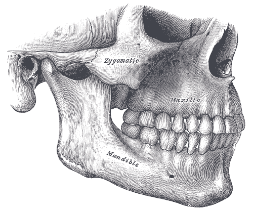 Side view of the teeth and jaws.