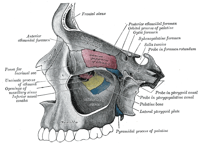 Pterygoid canal - wikidoc