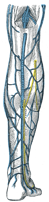 The small saphenous vein. Popliteal vein is labeled at top.