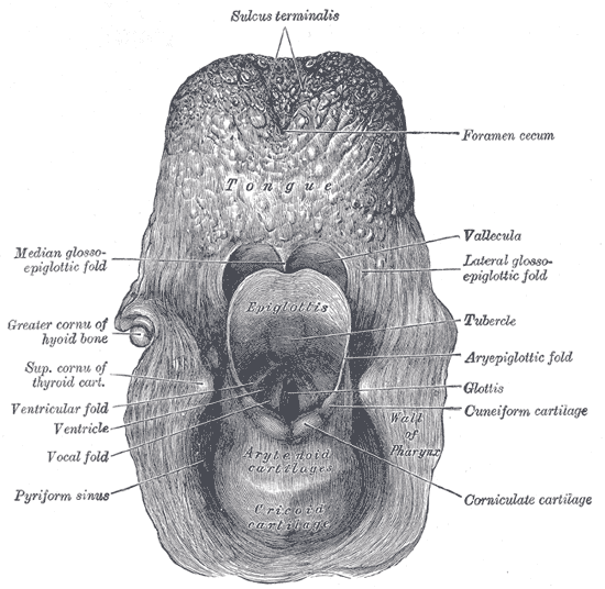 The entrance to the larynx, viewed from behind