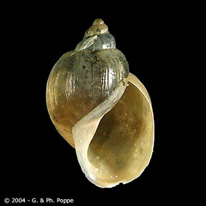Lymnaea sp. This snail genus has been recorded as a second intermediate host for E. malayanum. Image courtesy of Conchology, Inc, Mactan Island, Philippines. Adapted from CDC