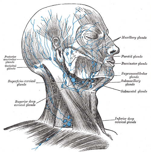 Superficial lymph glands and lymphatic vessels of head and neck.