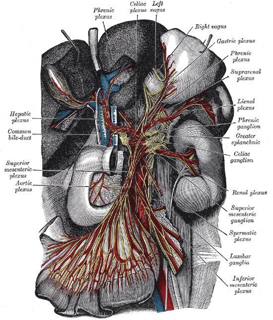 The celiac ganglia with the sympathetic plexuses of the abdominal viscera radiating from the ganglia.