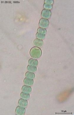 Anabaena sphaerica (Nostocales)