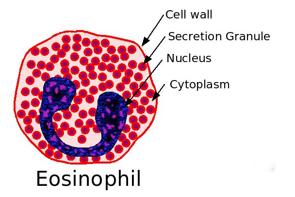 Eosinophil