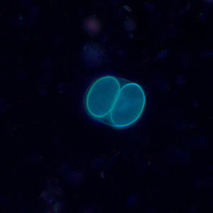 Sporulated oocyst of Sarcocystis sp. in a wet mount viewed under UV microscopy, magnification 400x. Adapted from CDC