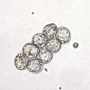 D. caninum eggs clumped together in a wet mount. Image taken at 400x magnification, hooklets in the some of the eggs are visible. Adapted from CDC