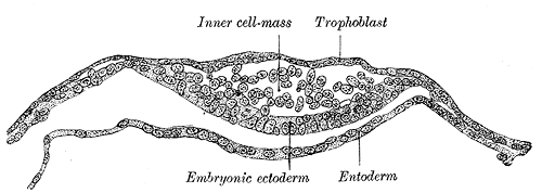 Section through embryonic disk of Vespertilio murinus.