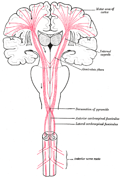Anterior corticospinal tract - wikidoc