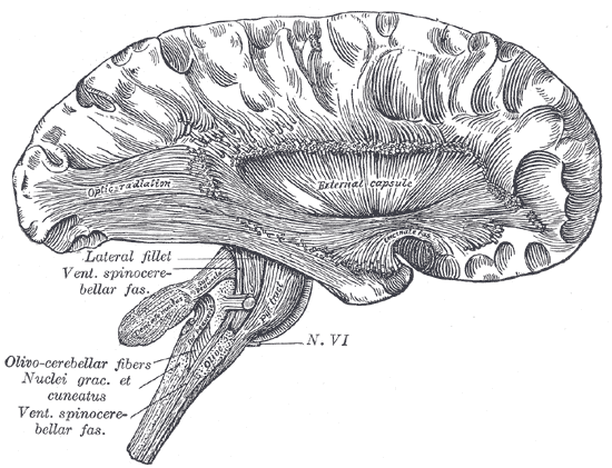 Deep dissection of cortex and brain-stem.