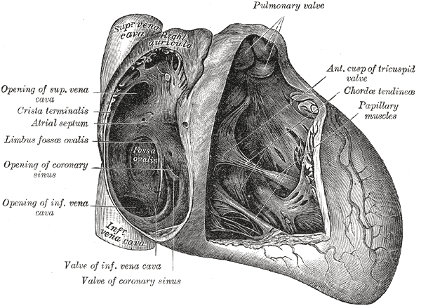 Interior of right side of heart.