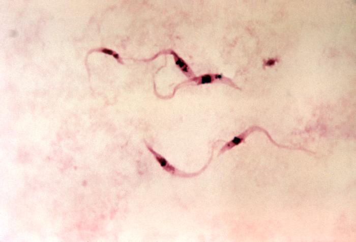 African trypanosomiasis. Adapted from Public Health Image Library (PHIL). [2]