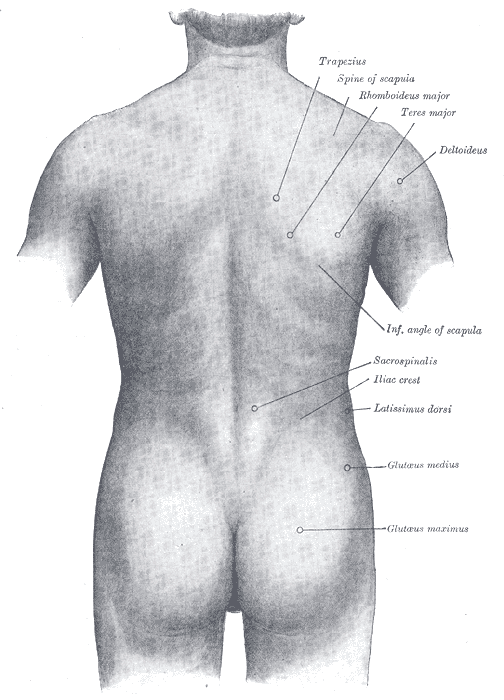 Surface anatomy of the back.