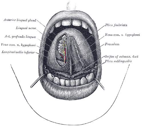 The mouth cavity.