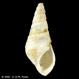 Snail in the genus, Semisulcospira. Image courtesy of Conchology, Inc, Mactan Island, Philippines. Adapted from CDC