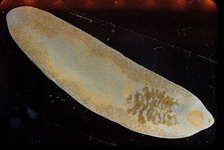 Adult fluke of F. buski. Image contributed by Georgia Division of Public Health. Adapted from CDC