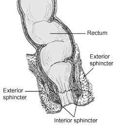 Anatomy of the anus and rectum
