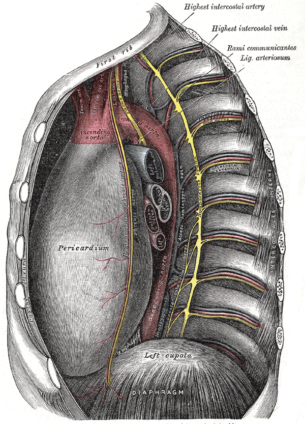 Thoracic aorta - wikidoc