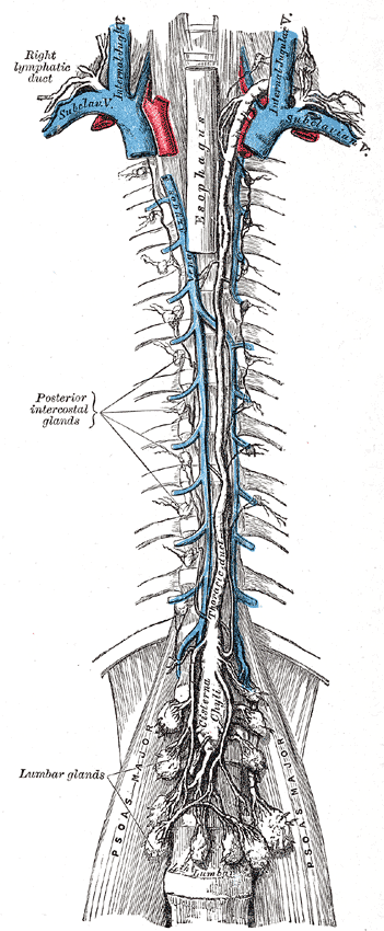 The thoracic and right lymphatic ducts.