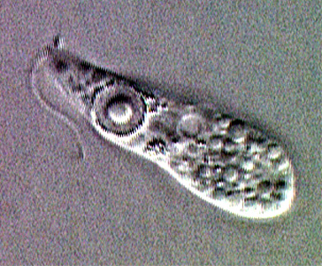 Ameboflagellate trophozoite of N. fowleri. Adapted from CDC