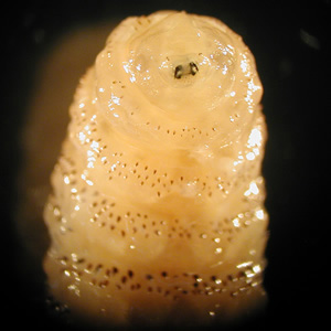 Close-up of the anterior end of one of the larvae from Figure 1, showing the mandibles. Adapted from CDC