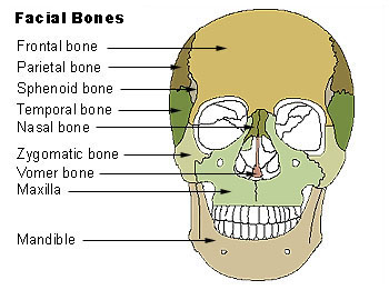 Sphenoid bone - wikidoc