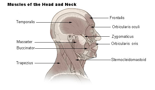 Muscles of head and neck.