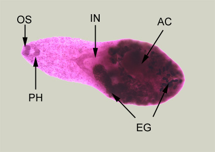 Adult of H. heterophyes, stained with carmine. In this figure, the following structures are labeled: oral sucker (OS), pharynx (PH), intestine (IN), ventral sucker, or acetabulum (AC), and eggs within the uterus (UT) Adapted from CDC